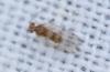 Ectopsocus sp.